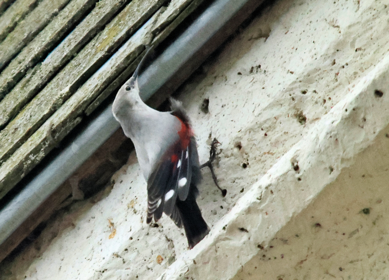 tichodrome Bazoche 2