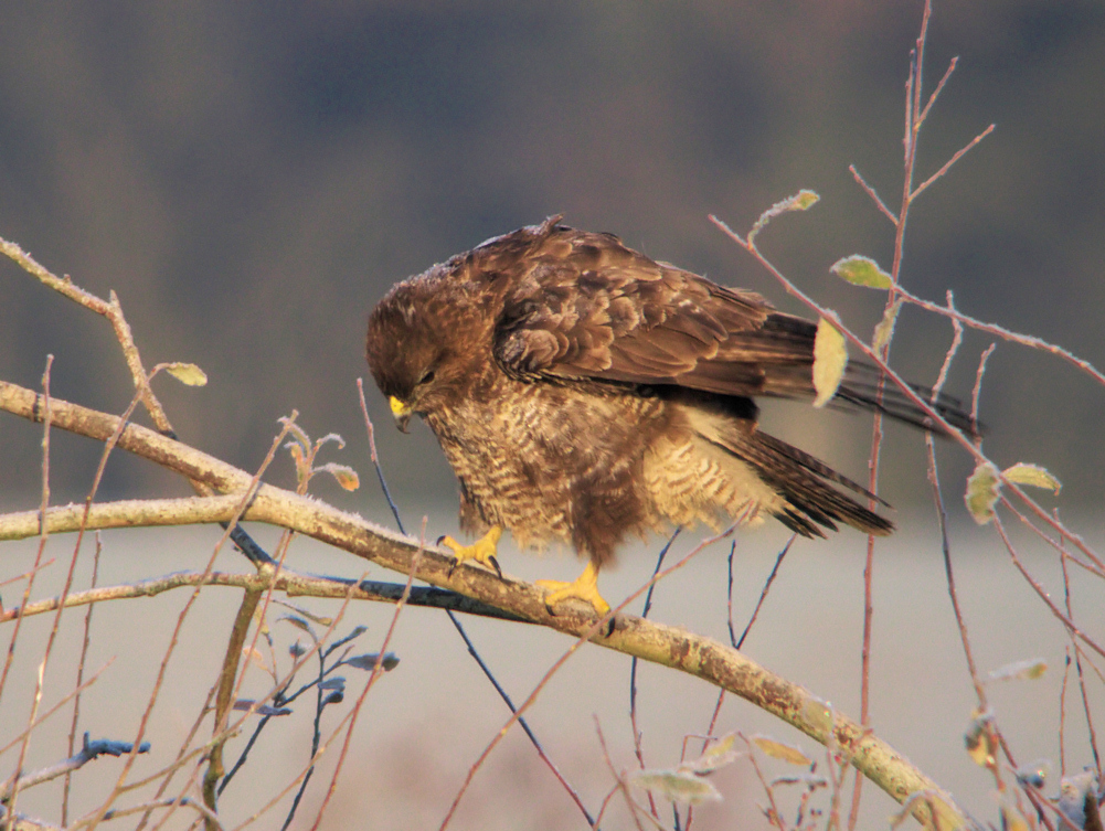 BUSE VARIABLE ROUSSE 1
