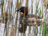 GREBE CASTAGNEUX