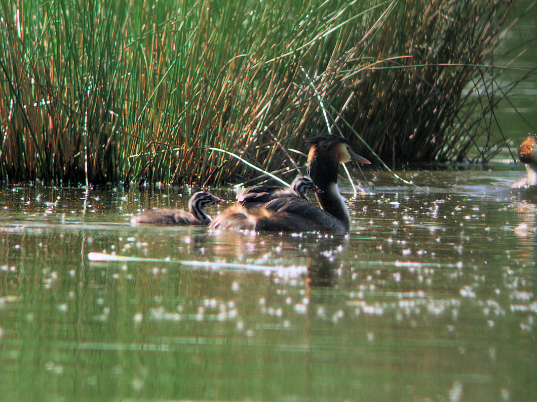 grebe huppe marcilly1