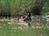 grebe huppe marcilly1