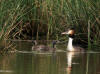 grebe huppe marcilly2