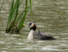 GREBE TAXI2 MARCILLY