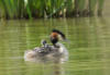 grebe taxi marcilly