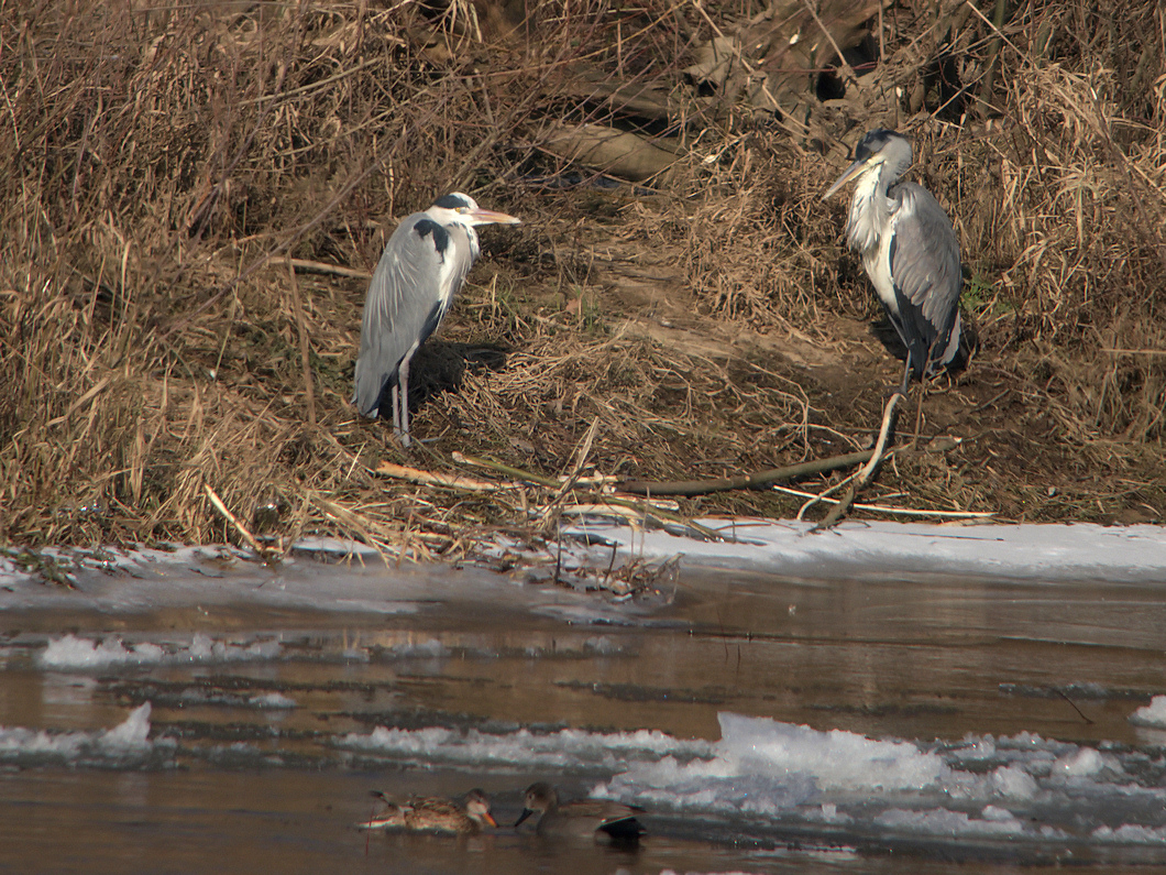 HERONS GLACES