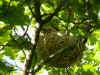loriot femelle nid.jpg (410045 octets)