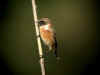 oiseau des roseaux.jpg (22682 octets)