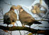 pigeon couple xxx.jpg (118409 octets)